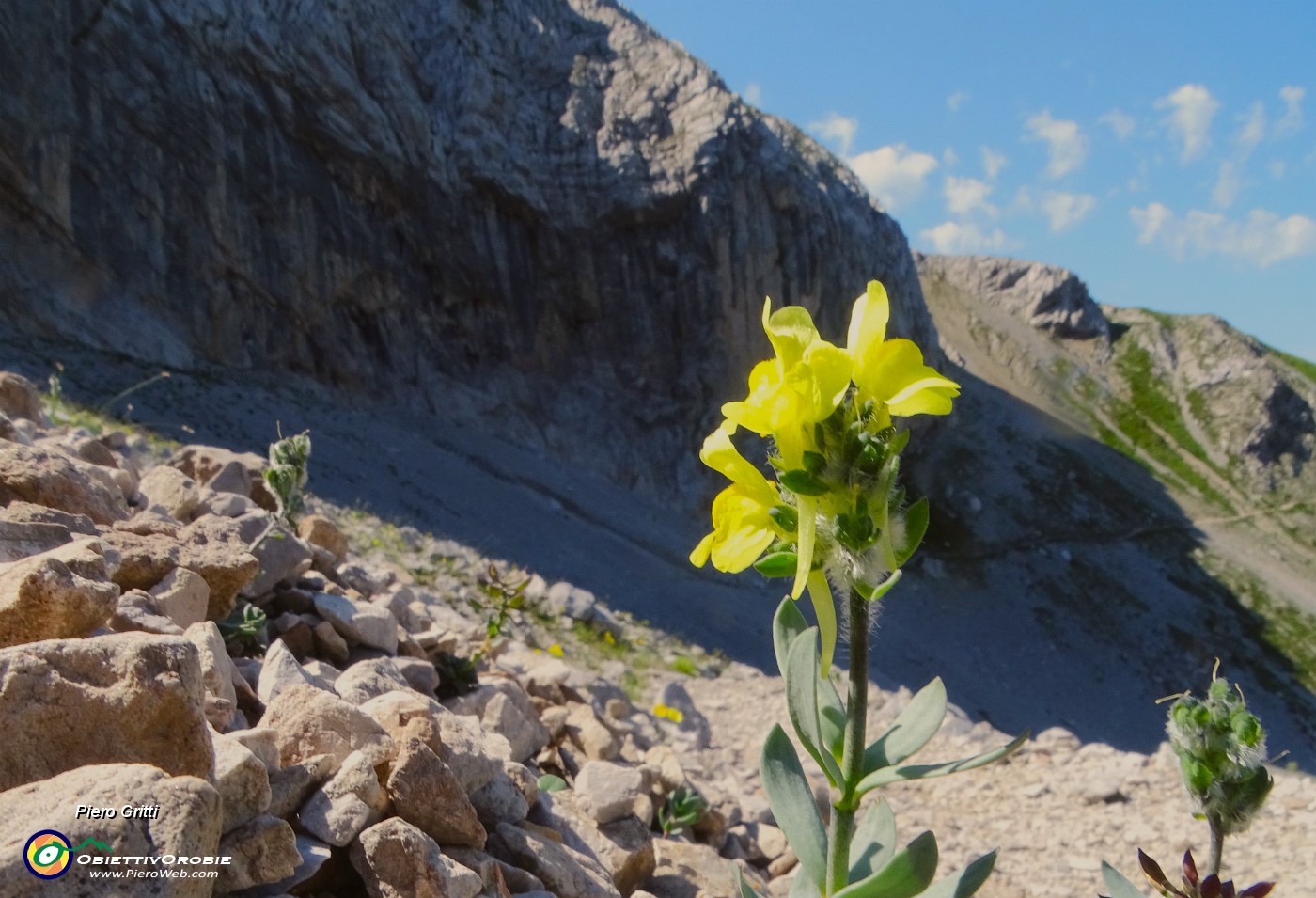 04 Linaria tonzigii (Linaria bergamasca) sui ghiaioni del Mandrone.JPG